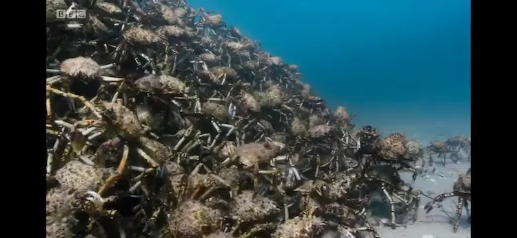 Giant spider crab (Leptomithrax gaimardii) as shown in Blue Planet II - Green Seas